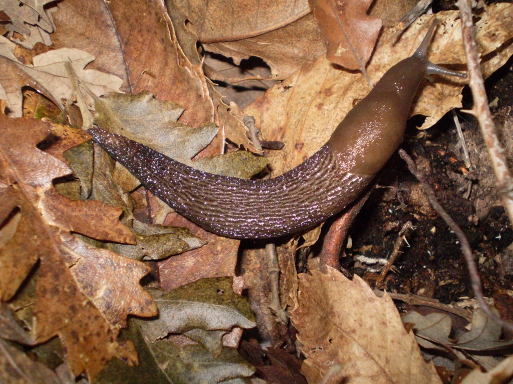 Limax dacampi della provinzia La Spezia